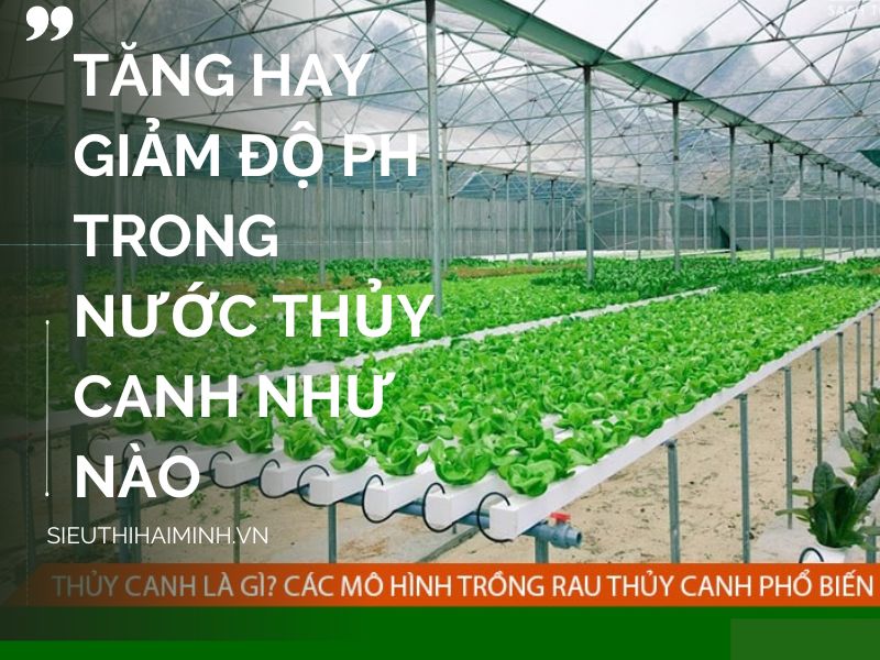Tăng hay giảm độ pH trong nước thủy canh như nào