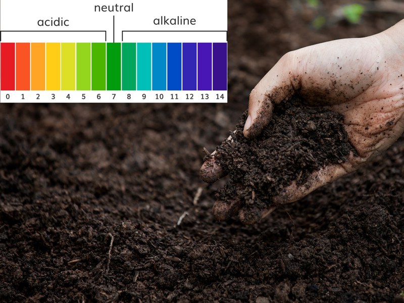 độ Ph trong đất trồng