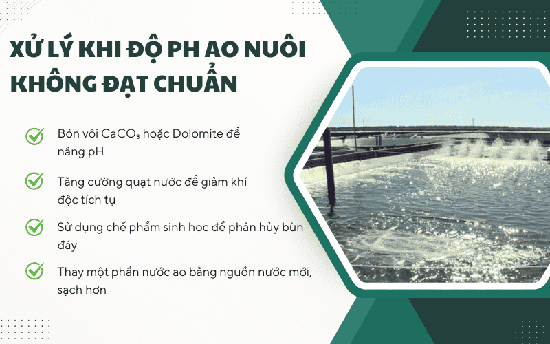 Xử lý khi độ pH ao nuôi không đạt chuẩn
