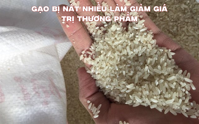 Gạo bị nát nhiều làm giảm giá trị thương phẩm