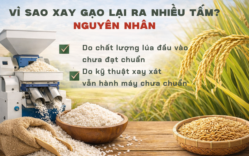 Vì sao xay gạo lại ra nhiều tấm? Nguyên nhân 