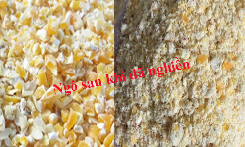 ngô sau khi đã nghiền