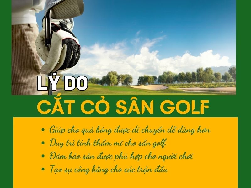 Lý do sân golf phải được cắt cỏ thường xuyên ?