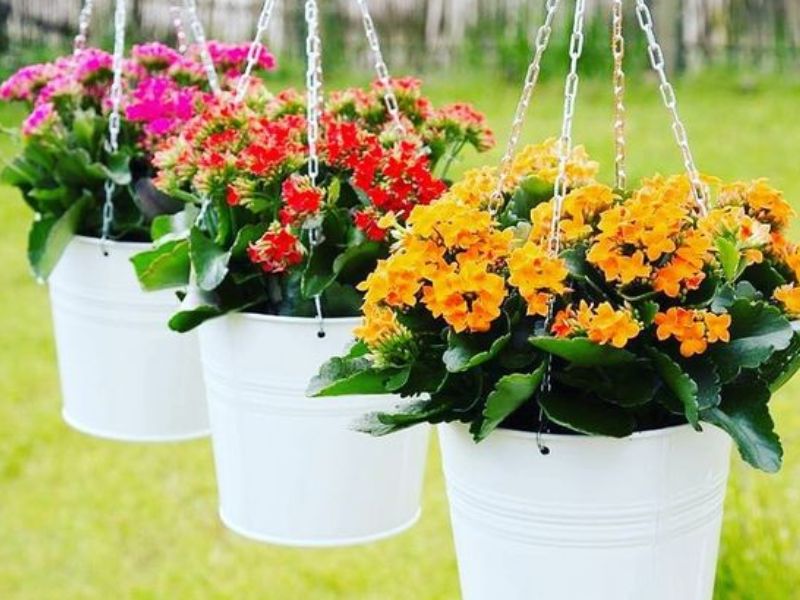 Trang trí sân vườn đón tết Quý Mão 2023