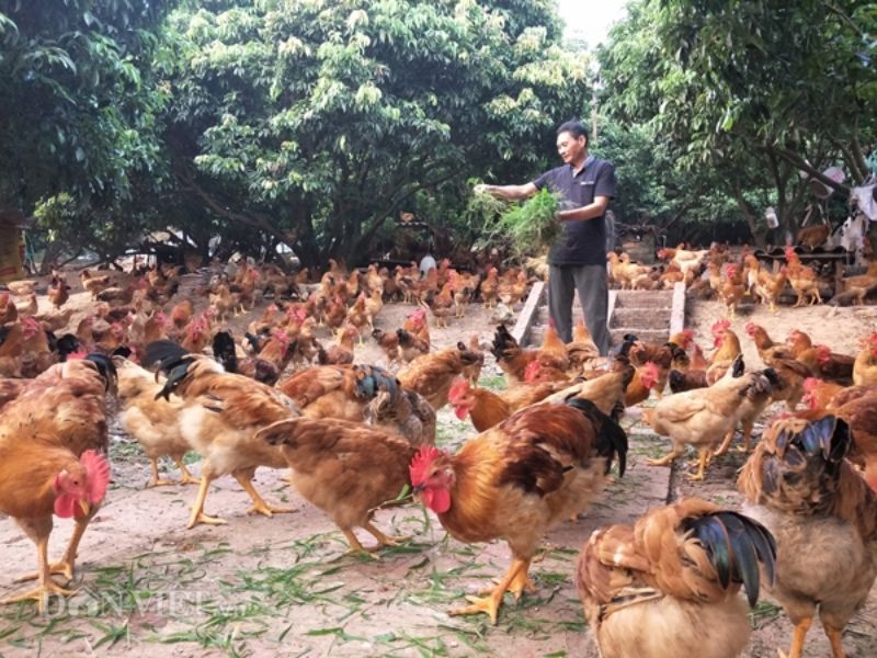 Đầu tư máy ép cám viên ? Nên hay không?