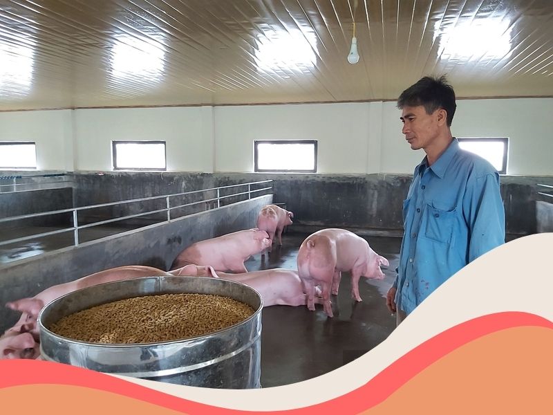 dùng máy ép cám viên cho ngành chăn nuôi