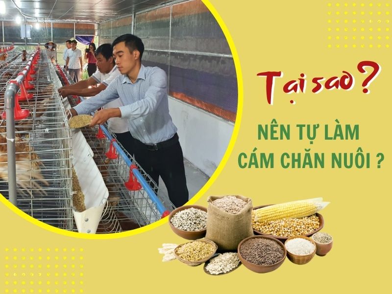 Tại sao nên tự làm cám chăn nuôi?