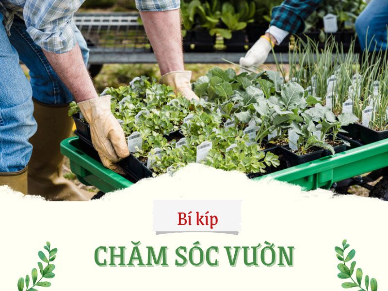 sân vườn XANH - ĐẸP