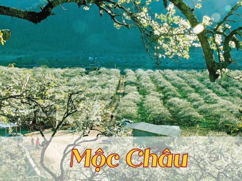 Mộc Châu